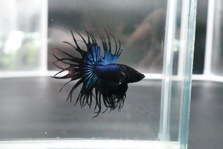 Rare King Crowntail Betta Fish