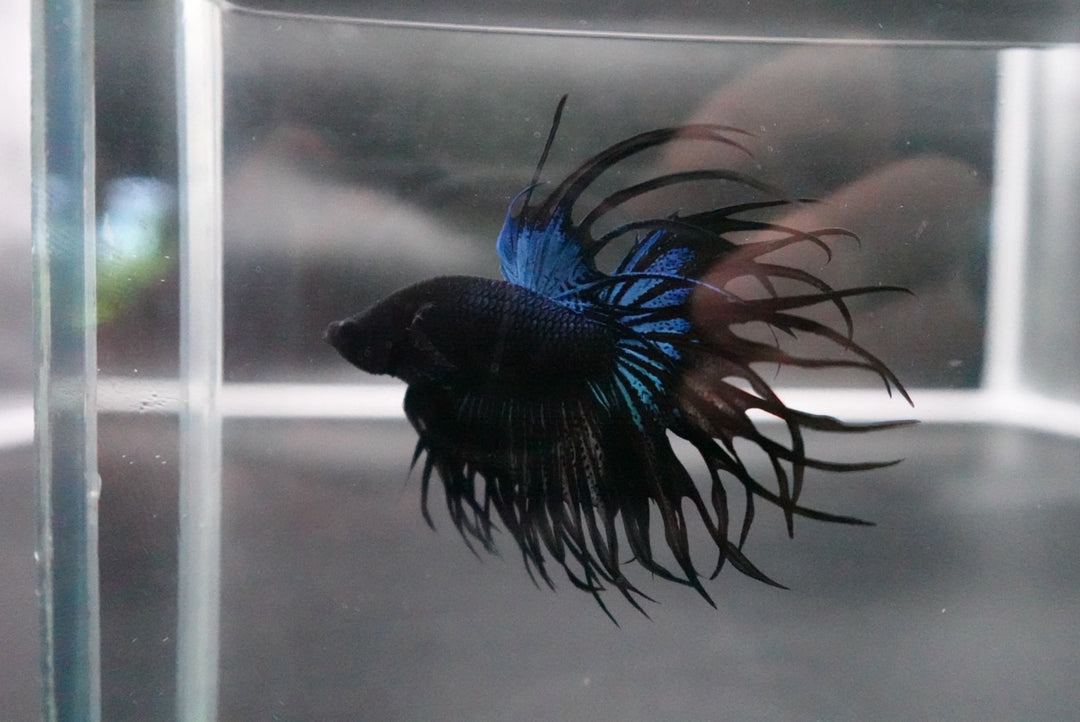 Rare King Crowntail Betta Fish