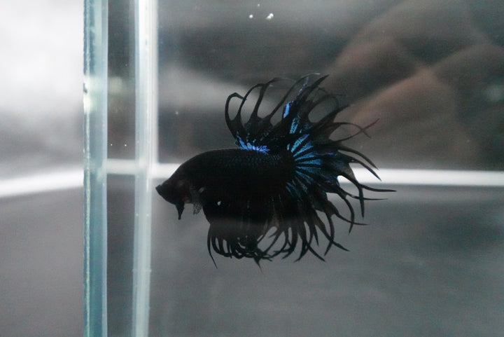 Rare King Crowntail Betta Fish
