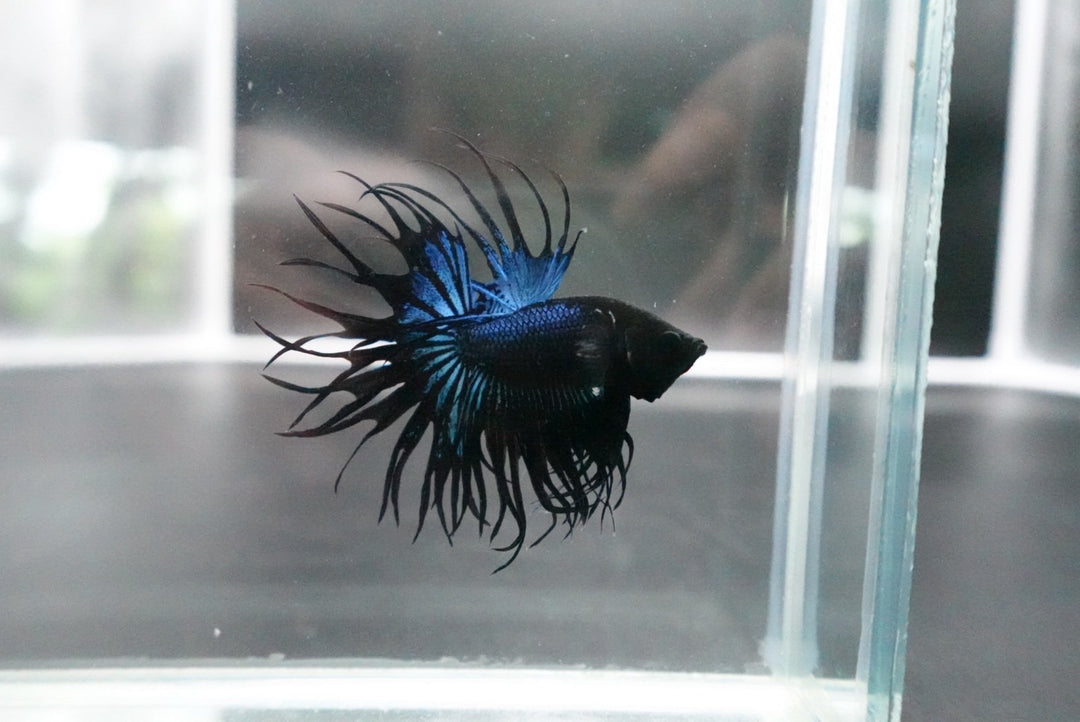 Rare King Crowntail Betta Fish