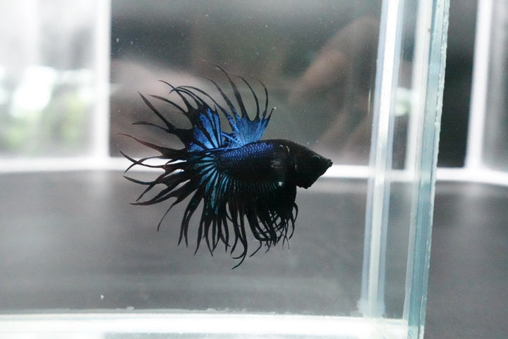 Rare King Crowntail Betta Fish