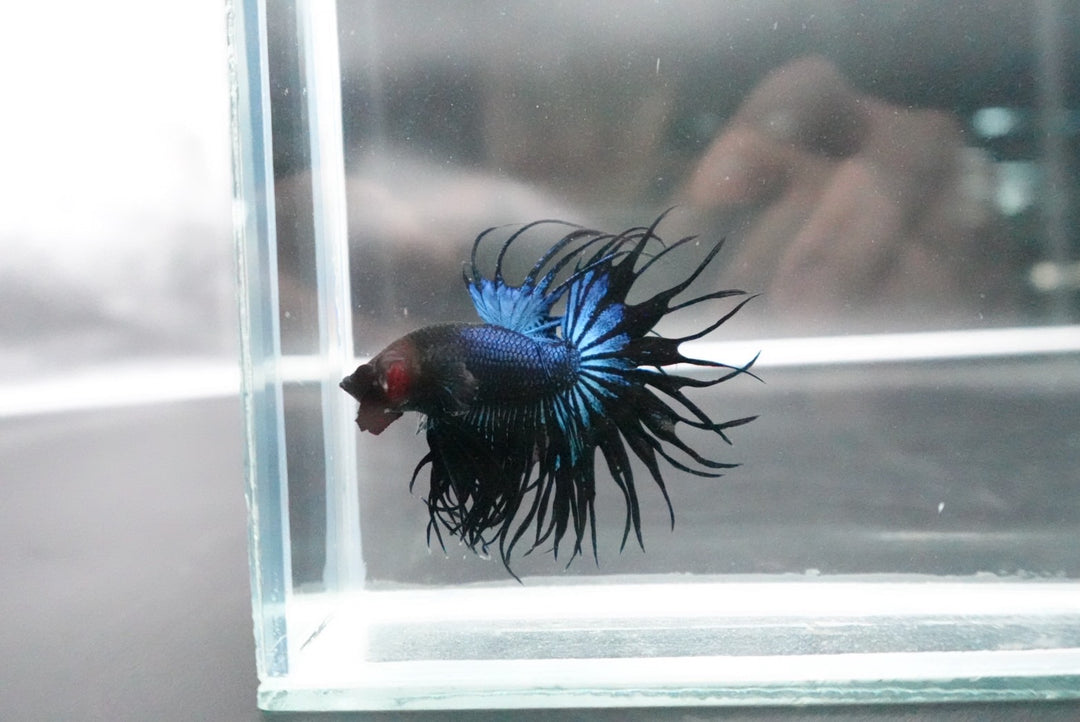 Rare King Crowntail Betta Fish
