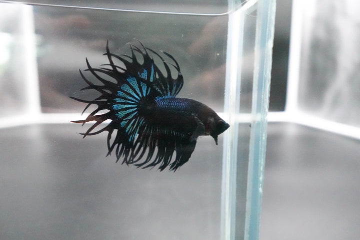 Rare King Crowntail Betta Fish