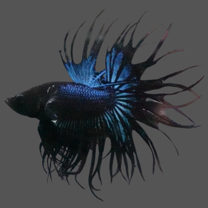 Rare King Crowntail Betta Fish