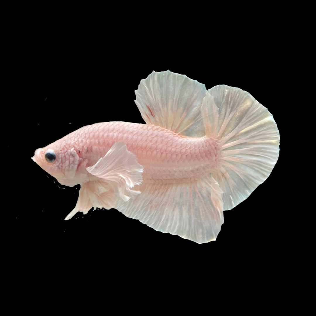 Rare Sakura White Betta Fish