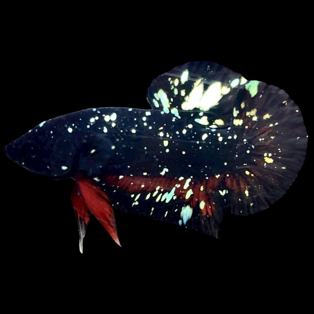 Rare Avatar Betta Fish