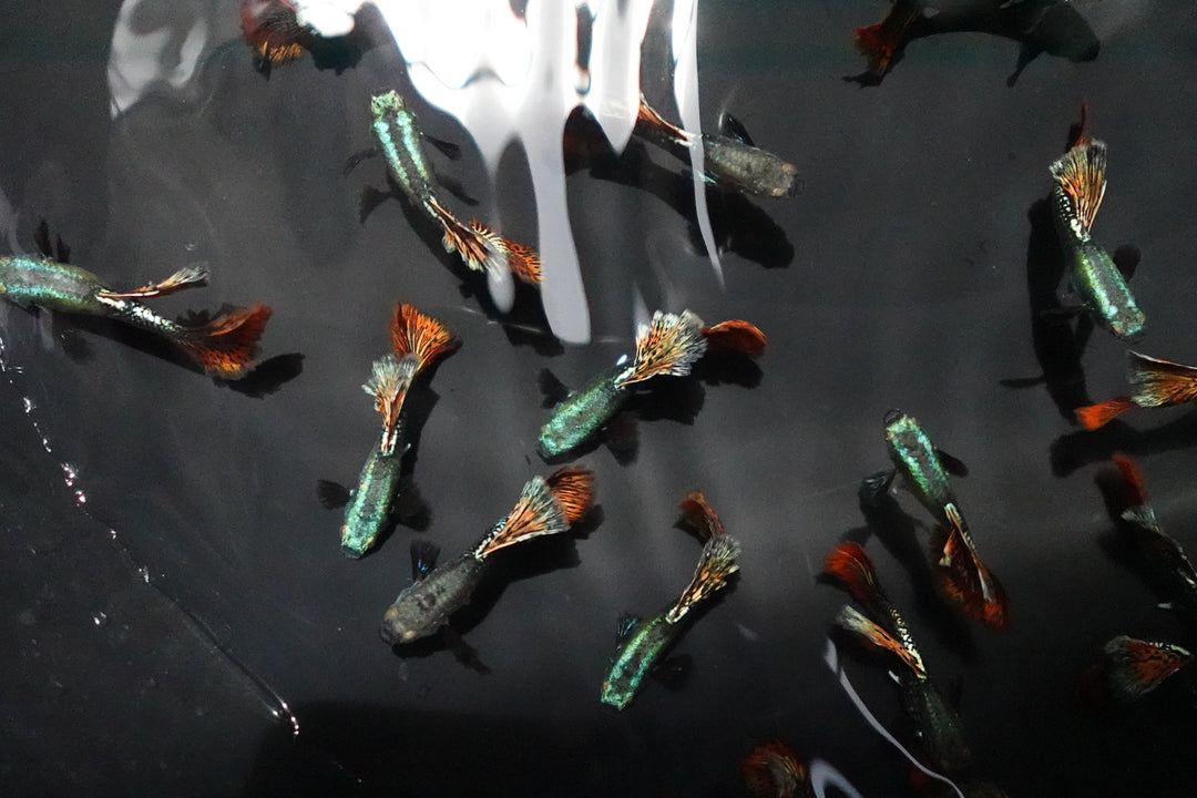 Red Dragon Halfmoon Big Dorsal Guppy Fish