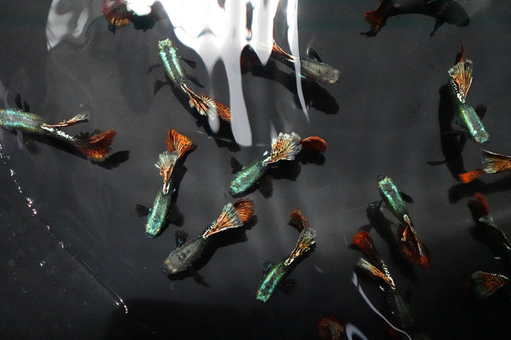 Red Dragon Halfmoon Big Dorsal Guppy Fish