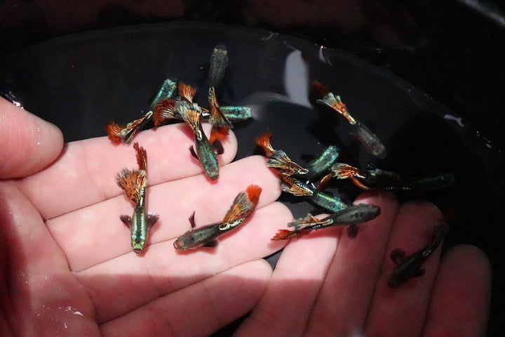 Red Dragon Halfmoon Big Dorsal Guppy Fish