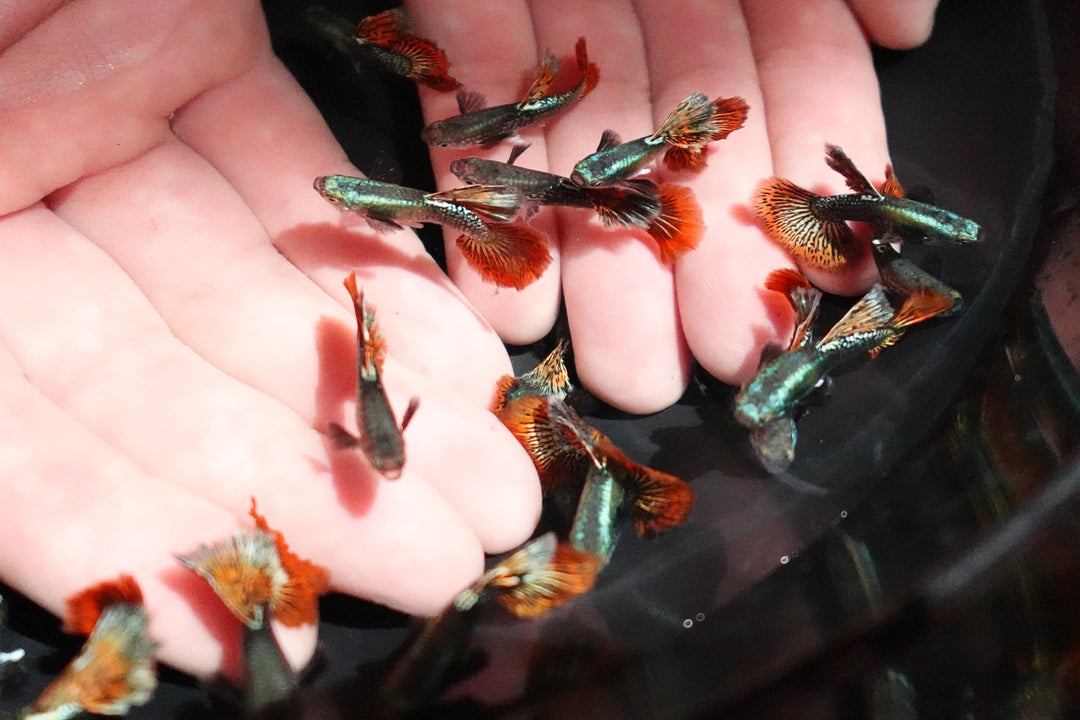 Red Dragon Halfmoon Big Dorsal Guppy Fish