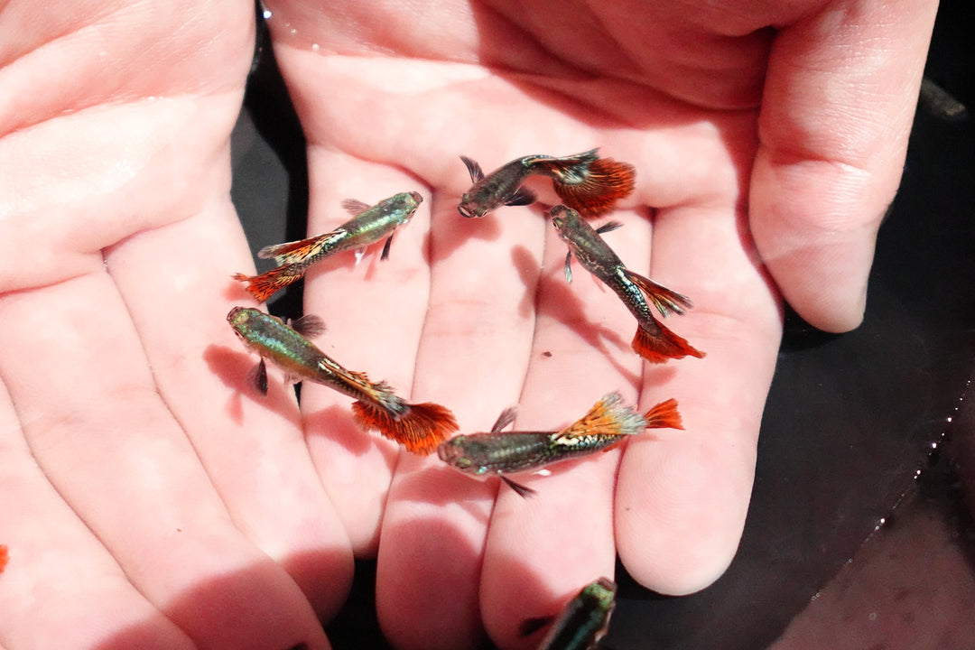 Red Dragon Halfmoon Big Dorsal Guppy Fish