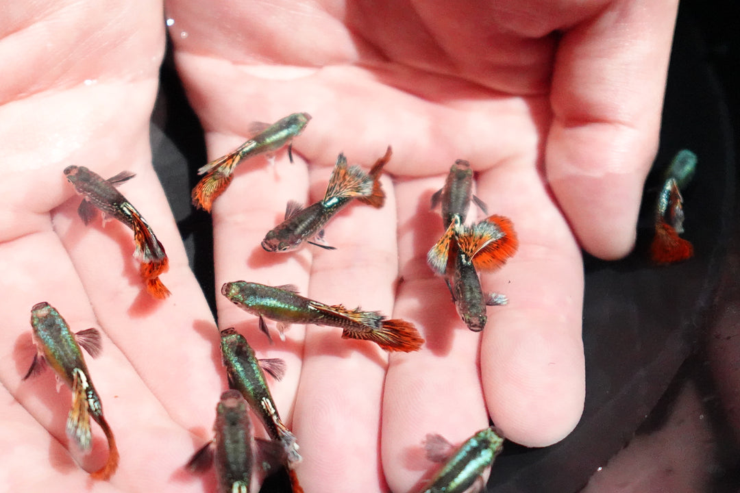 Red Dragon Halfmoon Big Dorsal Guppy Fish