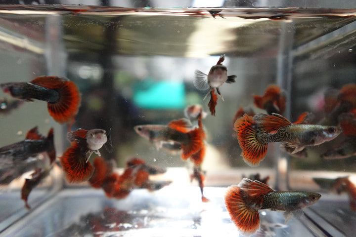 Red Dragon Halfmoon Big Dorsal Guppy Fish