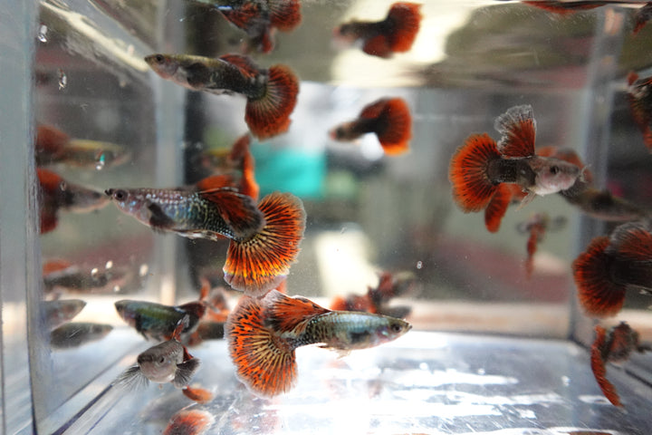 Red Dragon Halfmoon Big Dorsal Guppy Fish