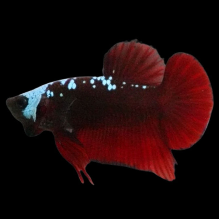 Rare Red Samurai Betta Fish