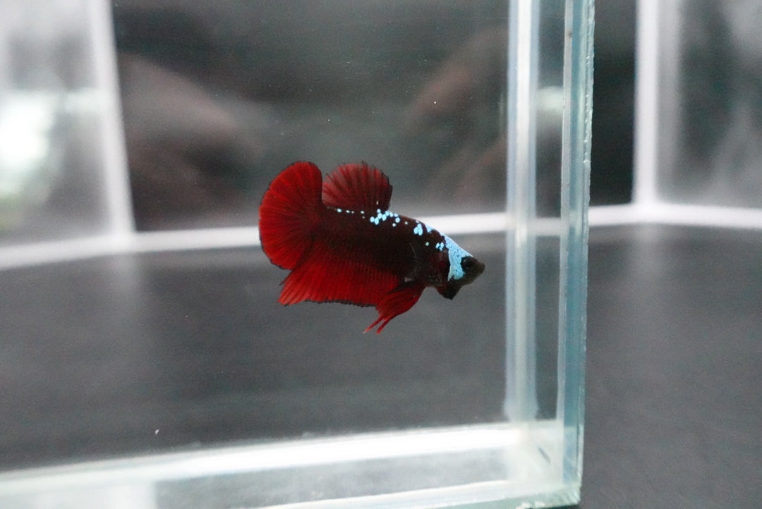 Rare Red Samurai Betta Fish