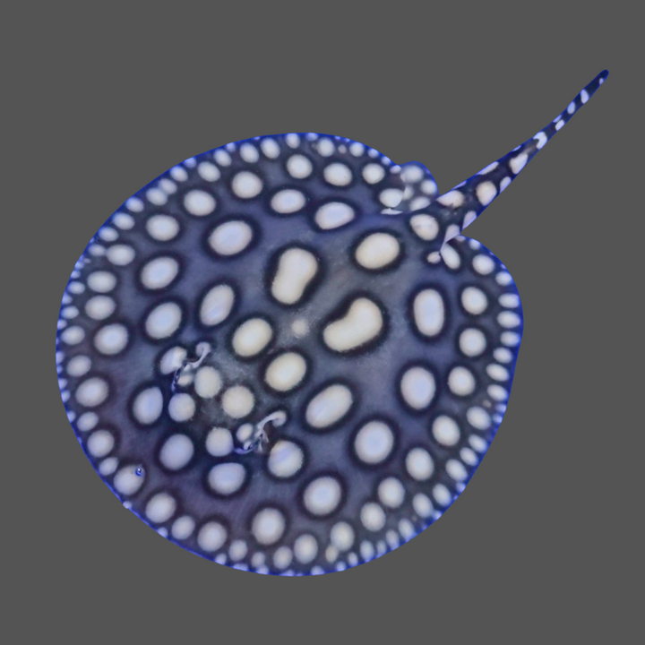 Black diamond stingray female 7 inch