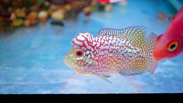 Rare Kamfa Golden Base Flowerhorn