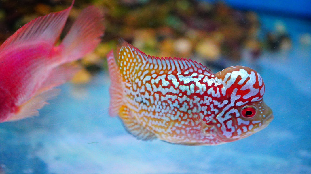 Rare Kamfa Golden Base Flowerhorn