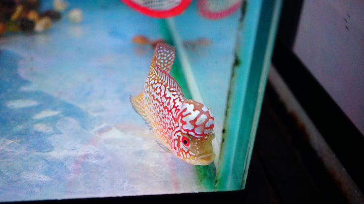 Rare Kamfa Golden Base Flowerhorn