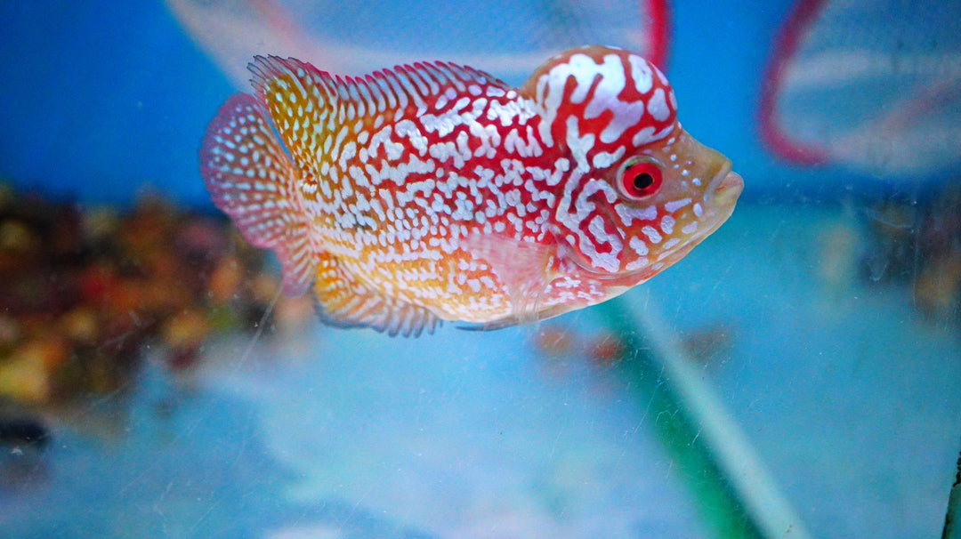 Rare Kamfa Golden Base Flowerhorn