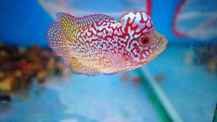 Rare Kamfa Golden Base Flowerhorn