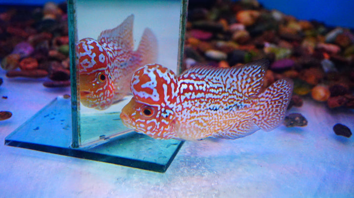 Rare Kamfa Golden Base Flowerhorn