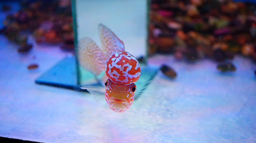 Rare Kamfa Golden Base Flowerhorn