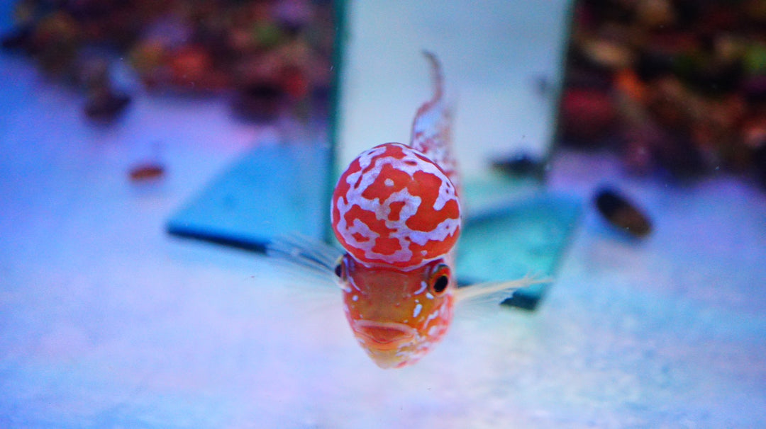 Rare Kamfa Golden Base Flowerhorn