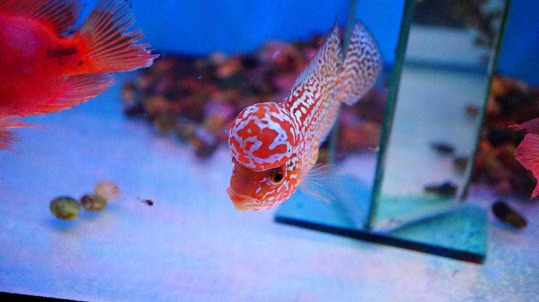Rare Kamfa Golden Base Flowerhorn
