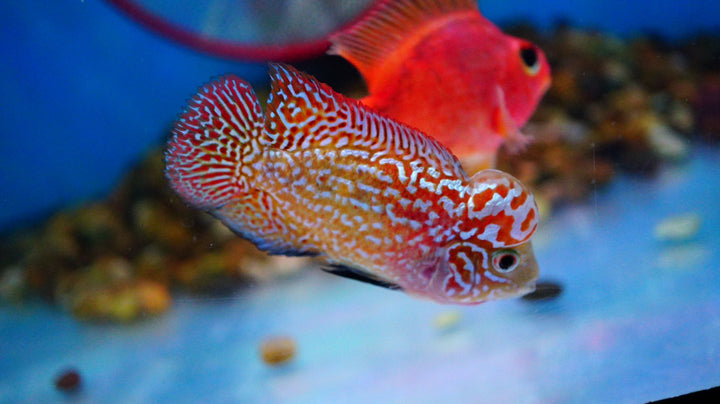 Rare Kamfa Golden Base Flowerhorn