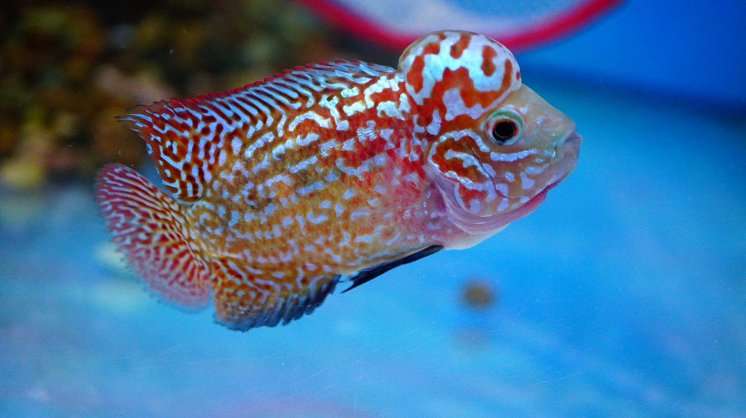Rare Kamfa Golden Base Flowerhorn
