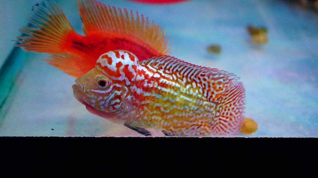 Rare Kamfa Golden Base Flowerhorn