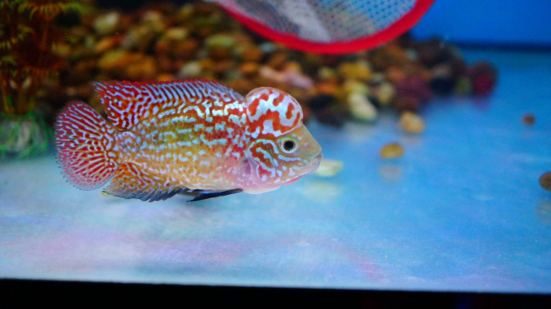 Rare Kamfa Golden Base Flowerhorn
