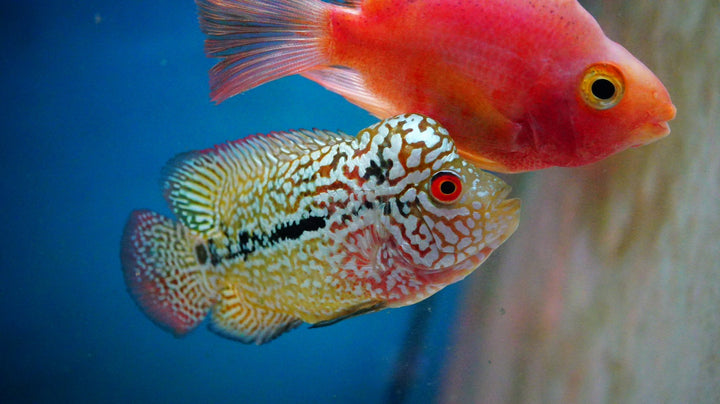 Rare Kamfa Golden Base Flowerhorn