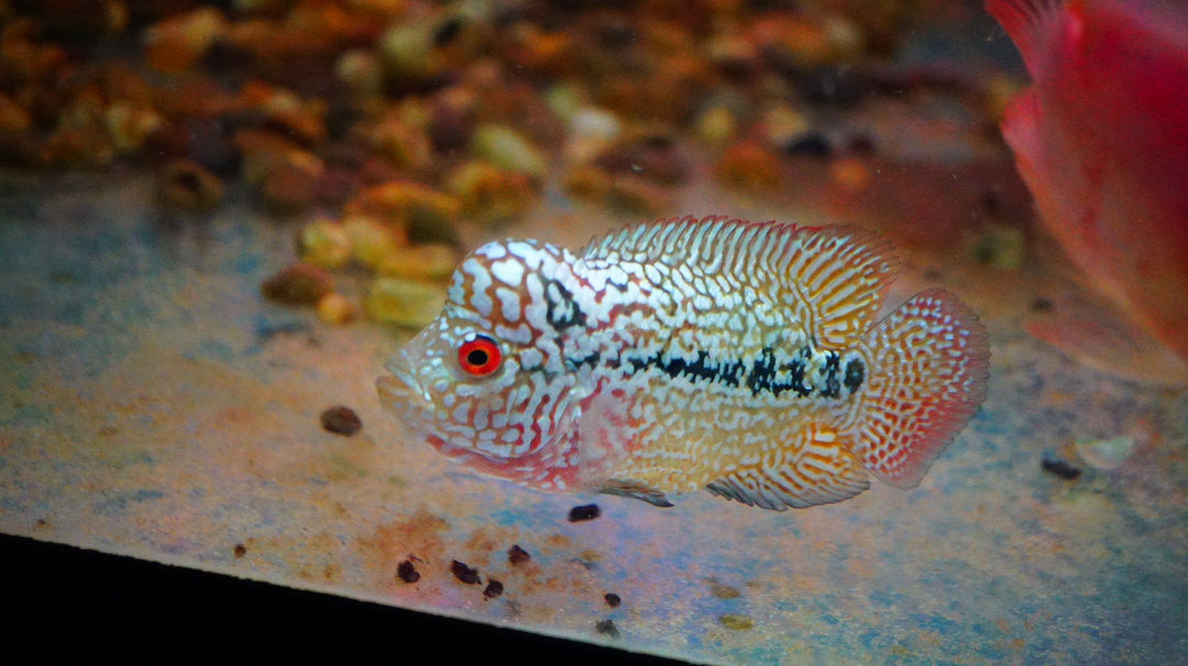 Rare Kamfa Golden Base Flowerhorn