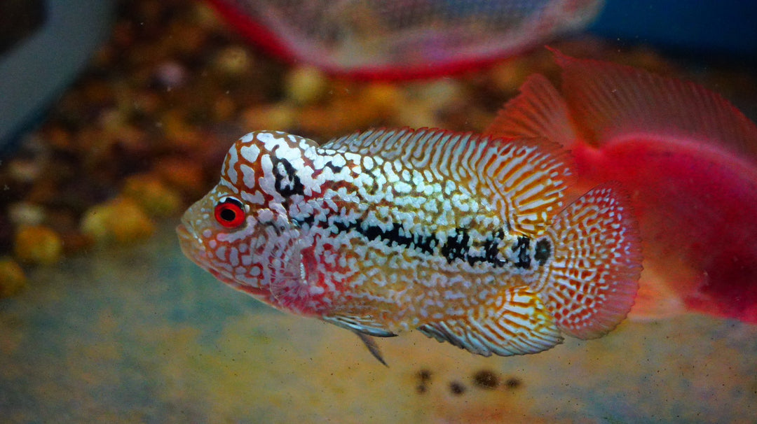 Rare Kamfa Golden Base Flowerhorn