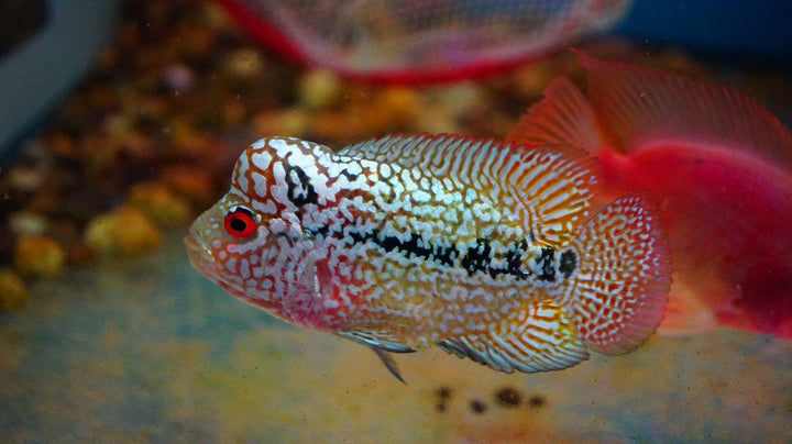 Rare Kamfa Golden Base Flowerhorn