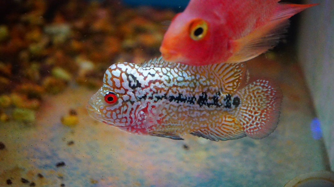 Rare Kamfa Golden Base Flowerhorn