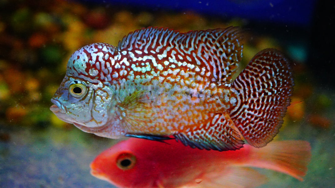 Rare Kamfa Golden Base Flowerhorn