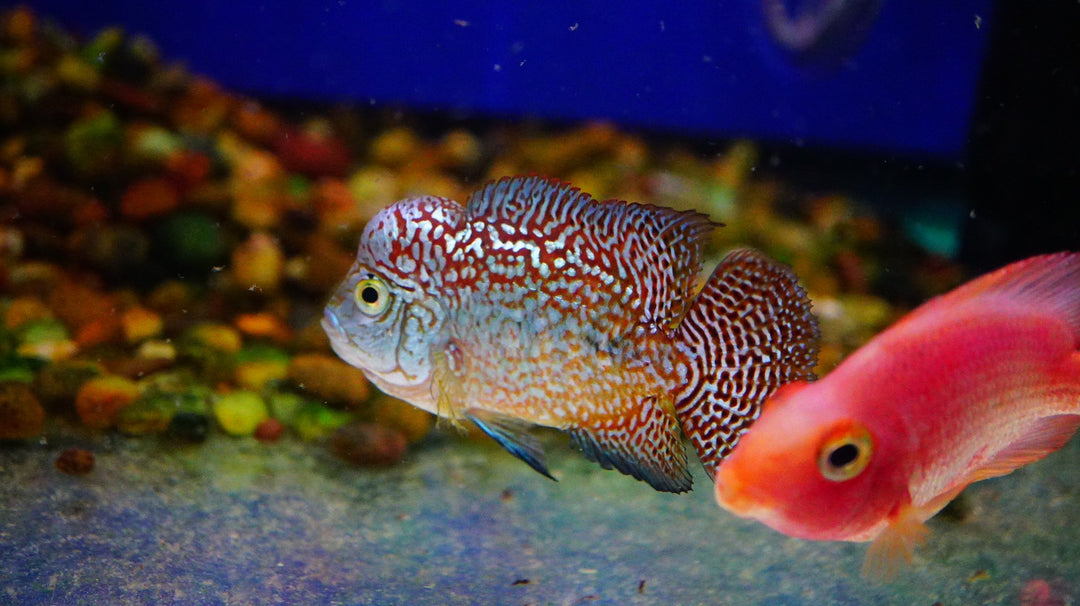 Rare Kamfa Golden Base Flowerhorn