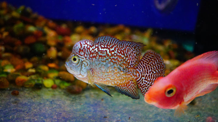 Rare Kamfa Golden Base Flowerhorn