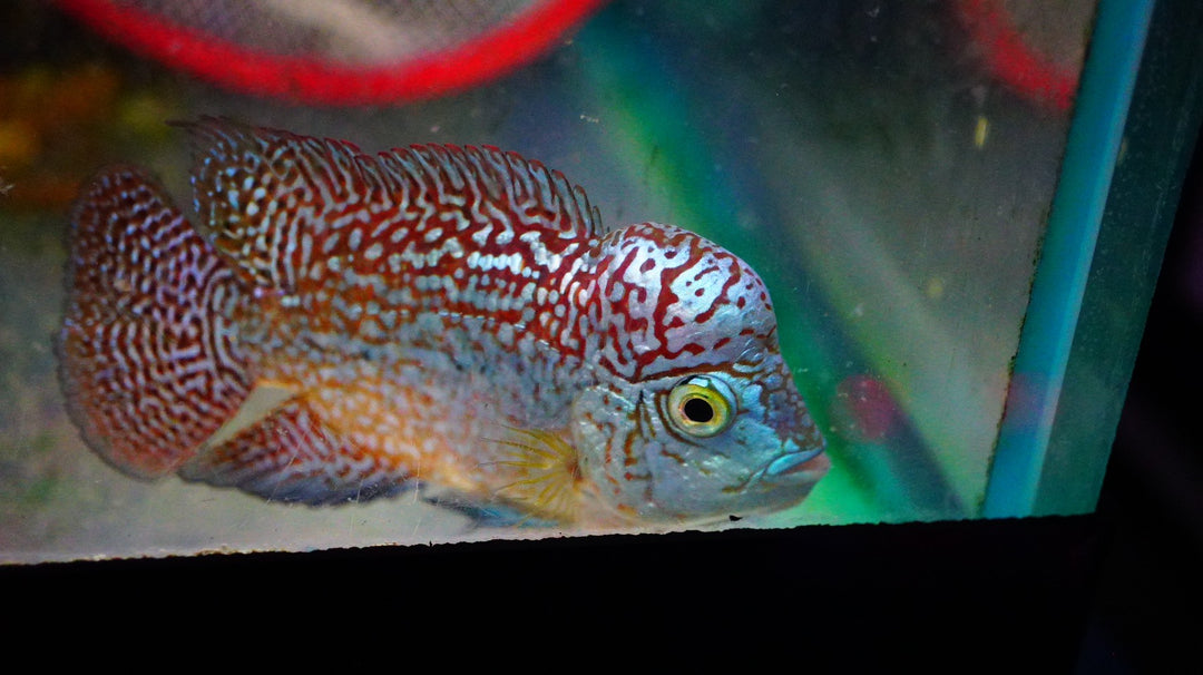 Rare Kamfa Golden Base Flowerhorn