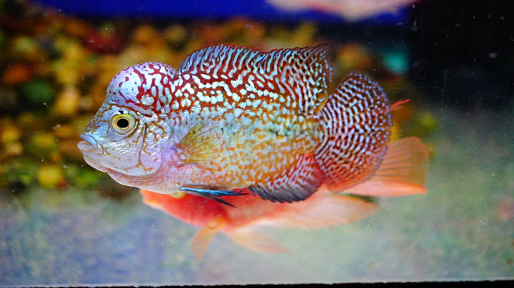 Rare Kamfa Golden Base Flowerhorn