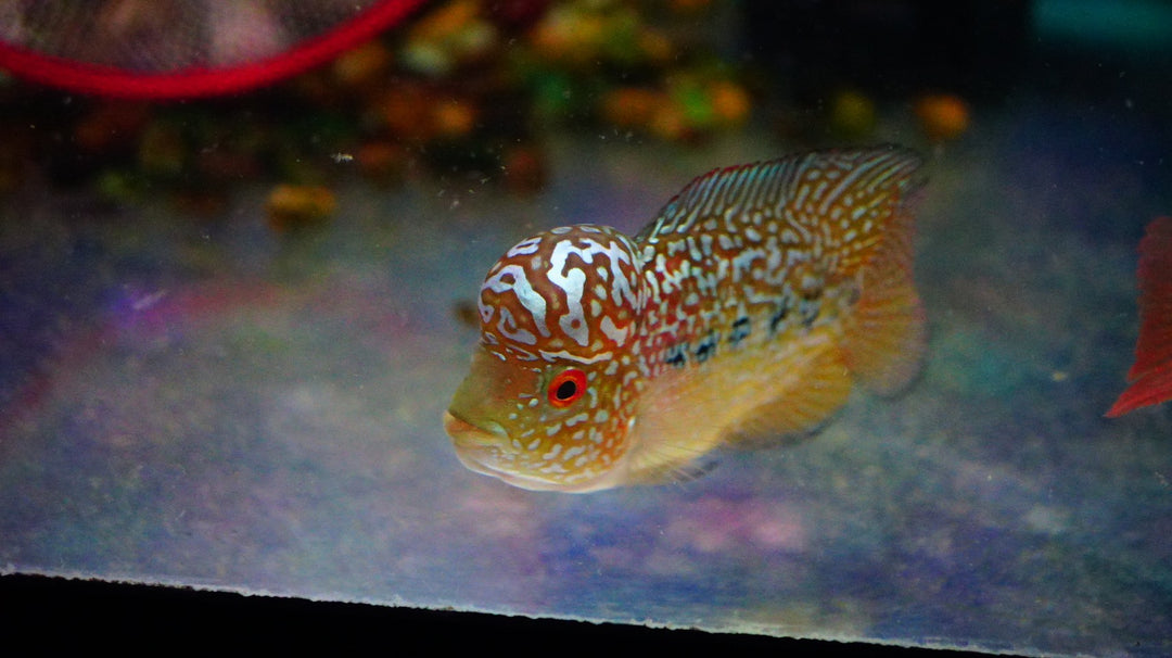 Rare Kamfa Golden Base Flowerhorn