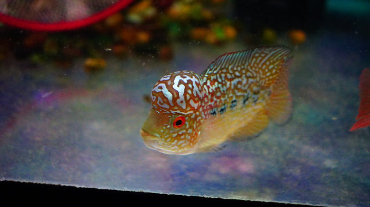 Rare Kamfa Golden Base Flowerhorn