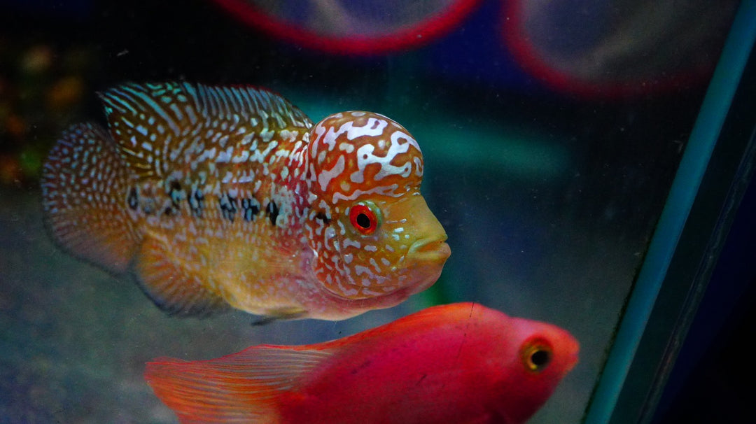 Rare Kamfa Golden Base Flowerhorn