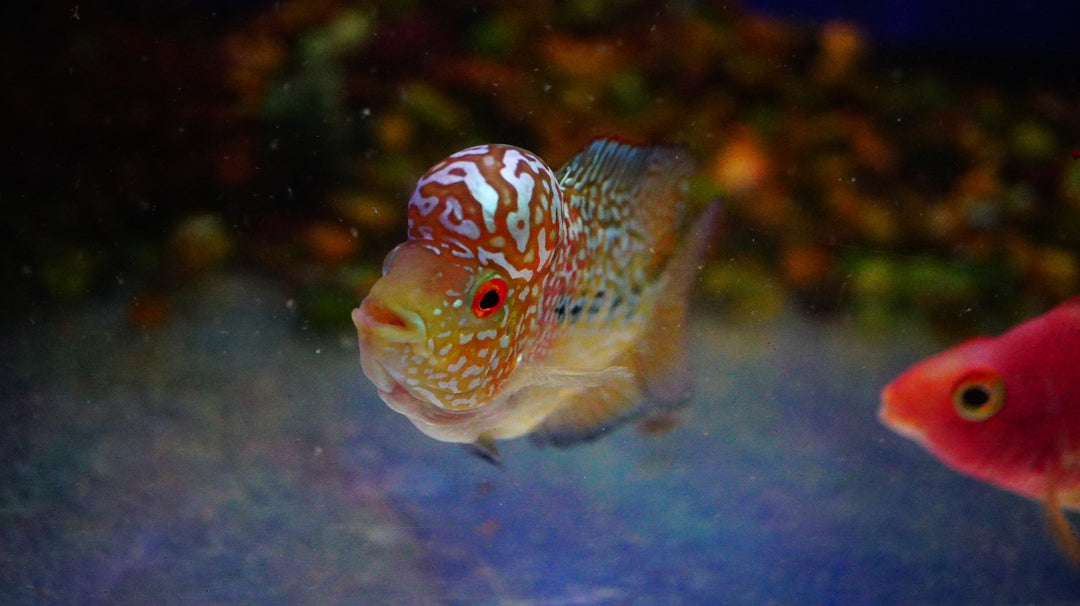 Rare Kamfa Golden Base Flowerhorn