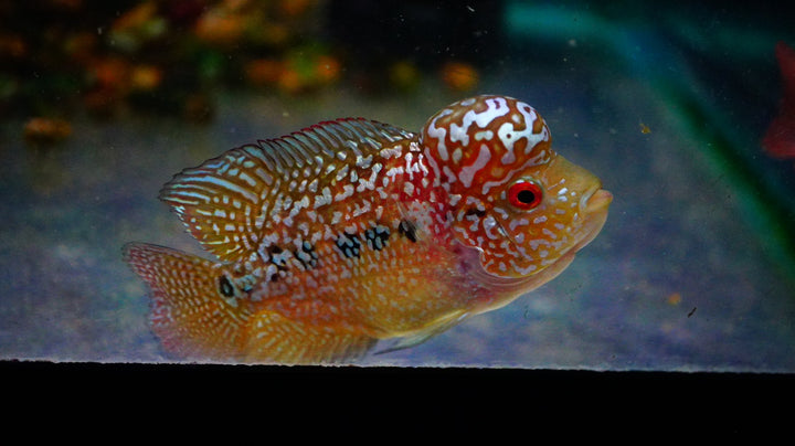 Rare Kamfa Golden Base Flowerhorn