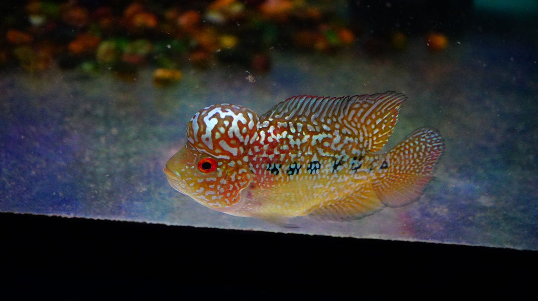 Rare Kamfa Golden Base Flowerhorn